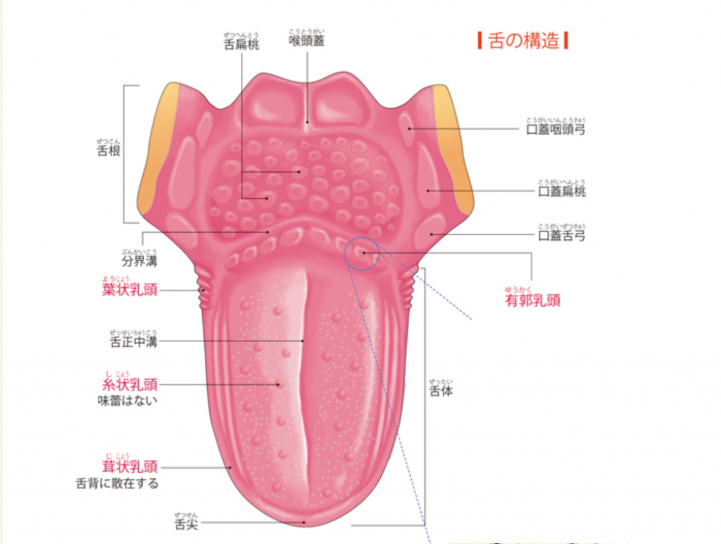 舌 の 構造